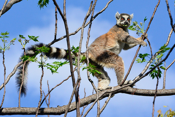 Ring-tailed lemur (Lemur catta) near the entrance to the Canyon of Rats, Isalo National Park