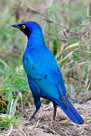 Cape glossy starling