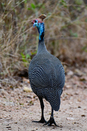 Helmeted guineafowl
