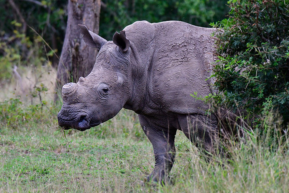White rhinoceros - The horns of some of the park's rhinos are removed to protect them from poachers