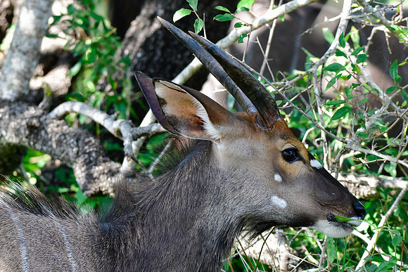 Nyala (male)