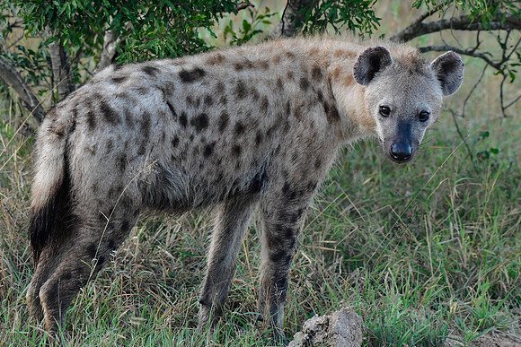 Spotted hyena