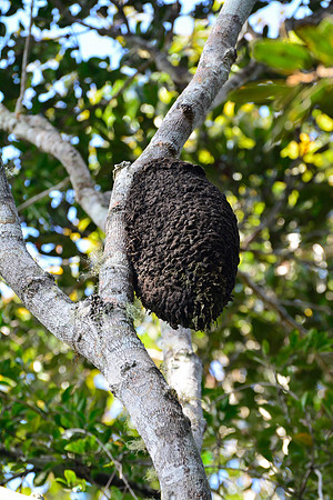 Ant nest, Andasibe-Mantadia National Park