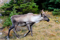 Woodland caribou, Mont Dos de Baleine, Parc de la Gaspésie