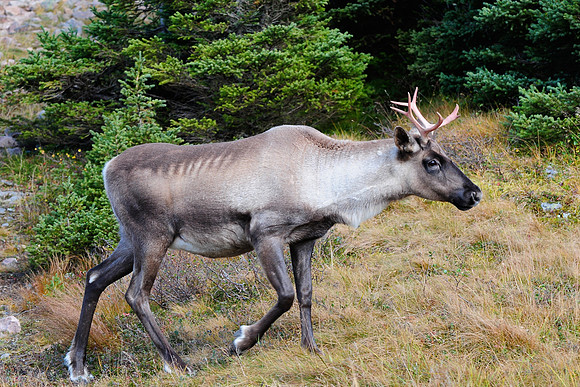 Woodland caribou, Mont Dos de Baleine, Parc de la Gaspésie