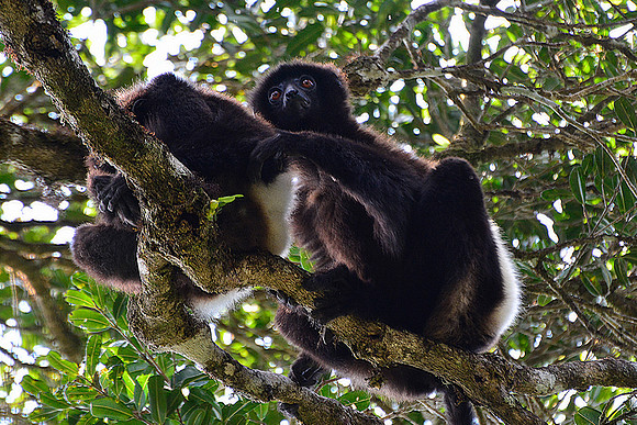 Milne-Edwards' sifakas (Propithecus edwardsi), Ranomafana National Park