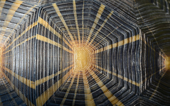 Shell of radiated tortoise (Astrochelys radiata)
