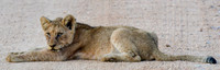 Lion cub