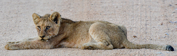 Lion cub