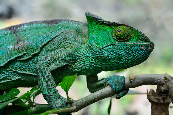 Parson's chameleon (Calumma parsonii), Peyriéras Reserve