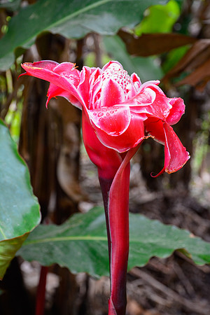 Torch ginger (Etlingera elatior), Peyriéras Reserve