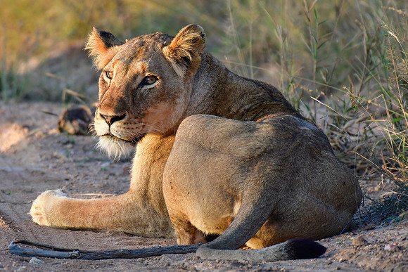 Lioness