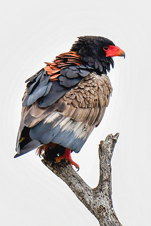 Bateleur