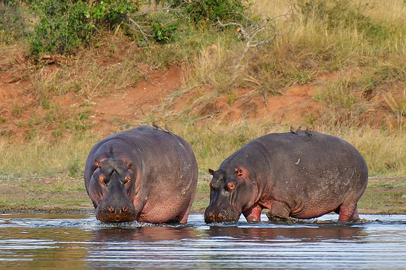 Hippotamuses