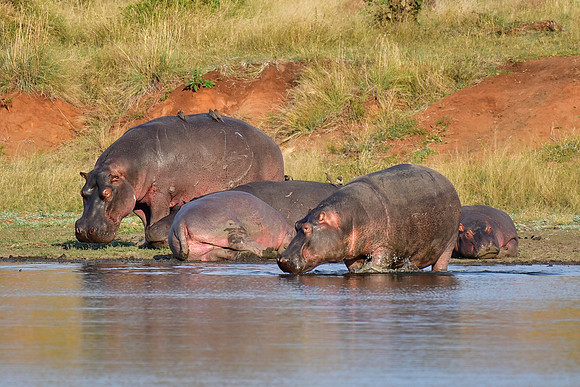 Hippotamuses