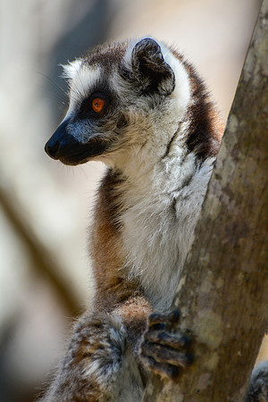 Ring-tailed lemur (Lemur catta) in Namaza Canyon, Isalo National Park