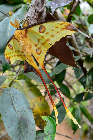 Comet moth (Argema mittrei), Peyriéras Reserve