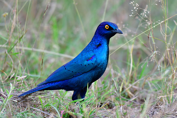 Cape glossy starling