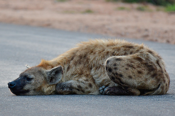 Spotted hyena