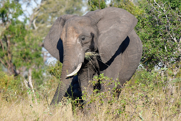 Elephant