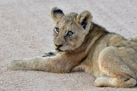 Lion cub