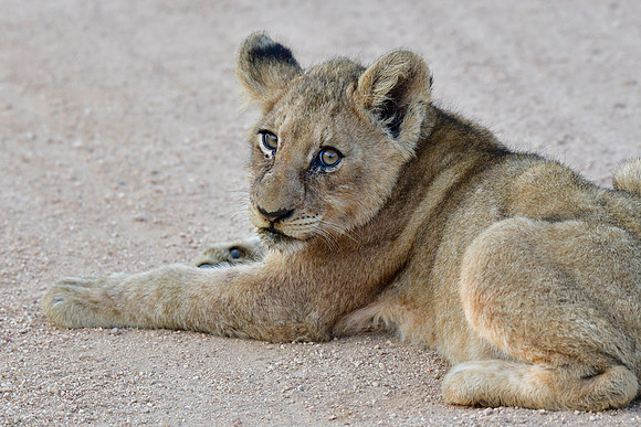 Lion cub