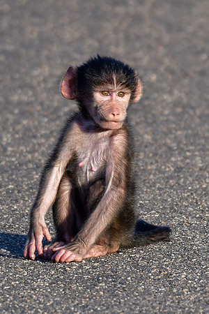 Baby chacma baboon