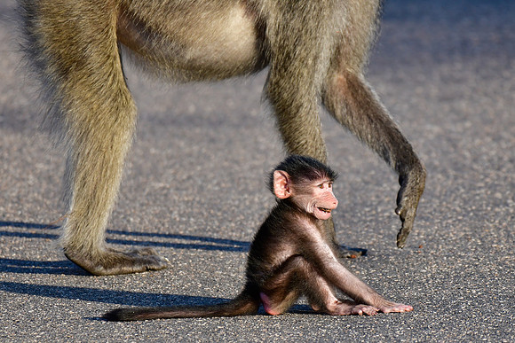 Baby chacma baboon with mother