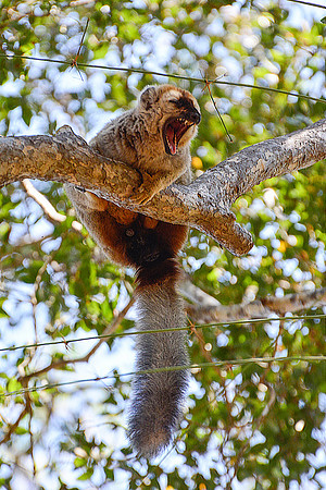 Red-fronted lemur (Eulemur rufus), Kirindy Reserve