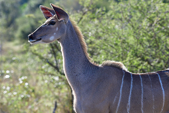 Greater kudu (female)