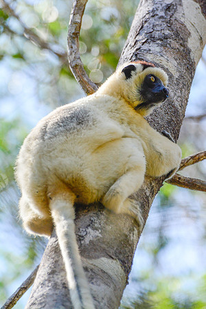 Verreaux's sifaka (Propithecus verreauxi), Kirindy Reserve
