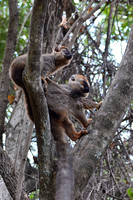 Red-fronted lemurs (Eulemur rufus) near the entrance to Maki Canyon, Isalo National Park