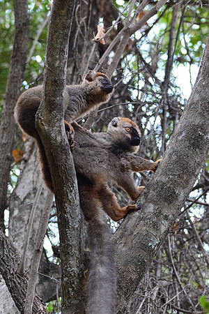 Red-fronted lemurs (Eulemur rufus) near the entrance to Maki Canyon, Isalo National Park