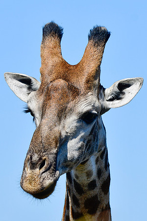 Giraffe