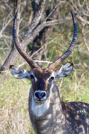 Waterbuck (male)