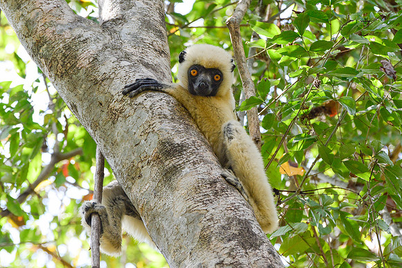 Decken's sifaka (Propithecus deckenii), Tsingy de Bemaraha National Park