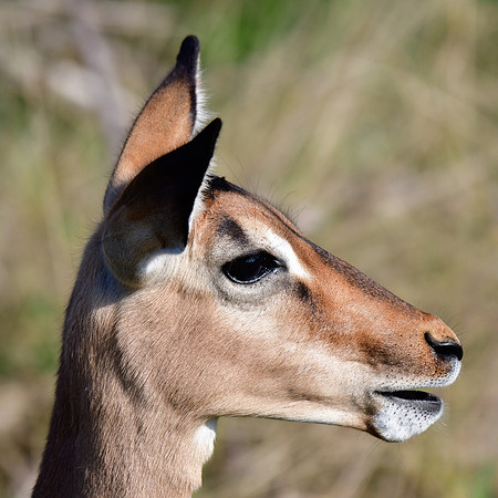 Impala (female)