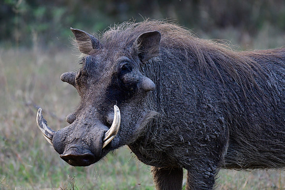 Warthog