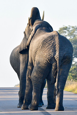Elephant encounter (Photo 3 of 5)