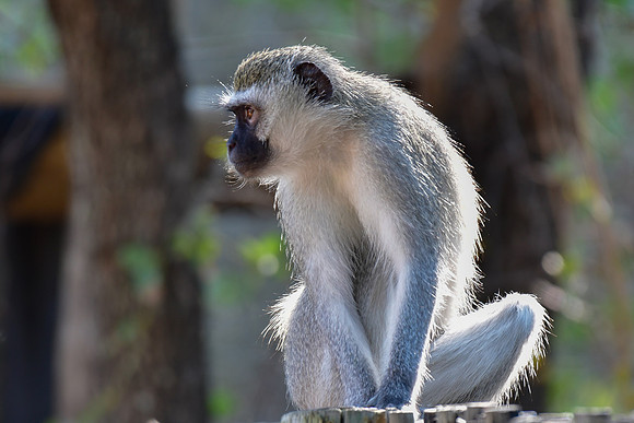 Vervet monkey