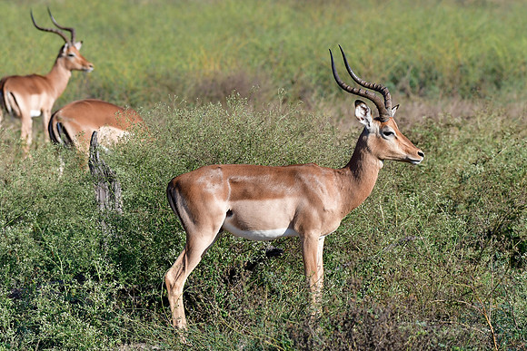 Impala (male)