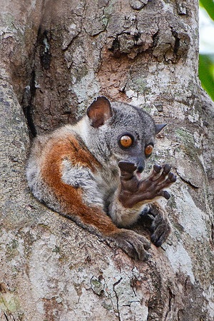 Randrianasolo's sportive lemur (Lepilemur randrianasoloi), Tsingy de Bemaraha National Park