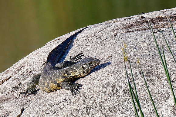 Nile monitor
