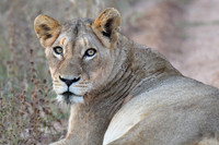 Lioness
