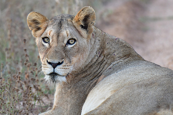 Lioness