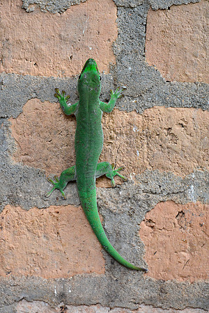 Day gecko (Phelsuma sp.), Peyriéras Reserve