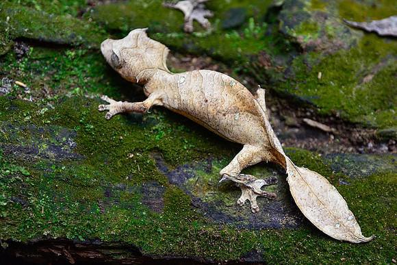 Satanic leaf-tailed gecko (Uroplatus phantasticus), Peyriéras Reserve