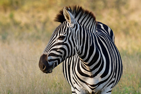 Burchell's zebra