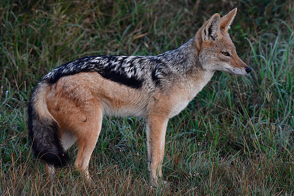 Black-backed jackal