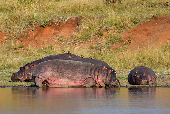 Hippotamuses